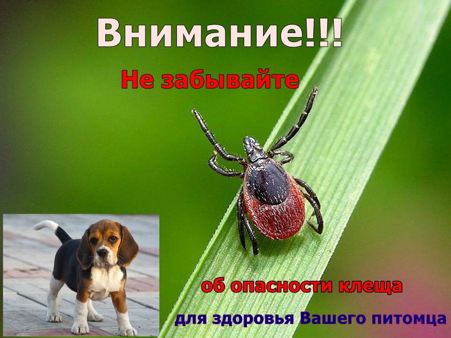 клещ опасен для собак