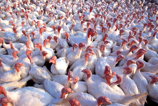 Опасная продукция