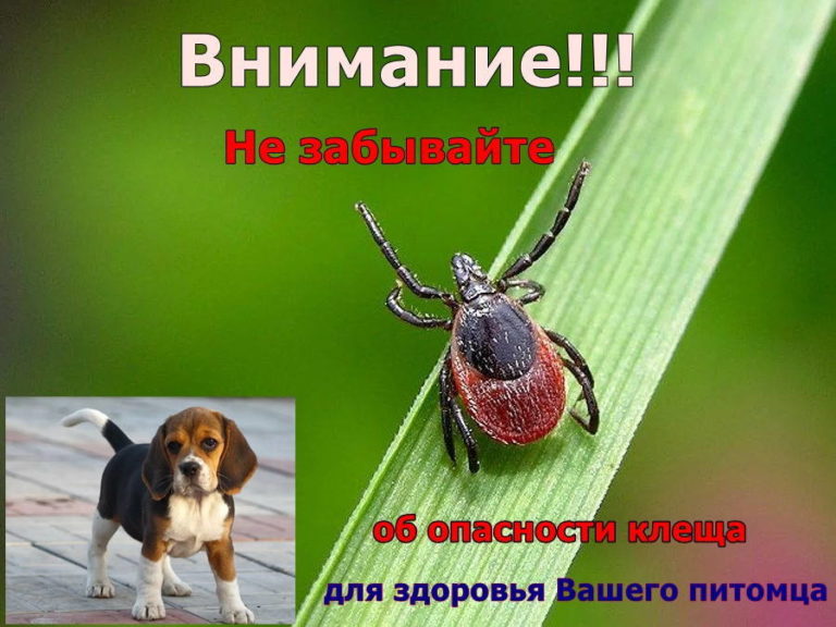 Начался сезон клеща